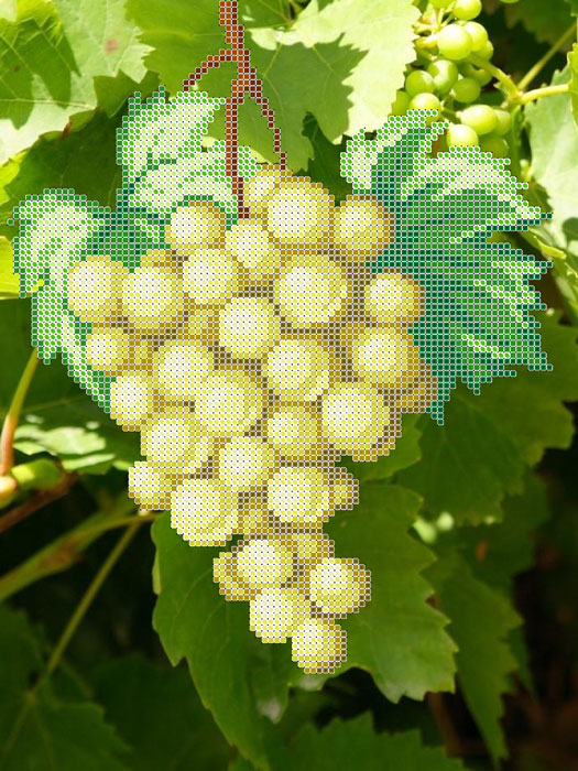 A555 — Білий виноград